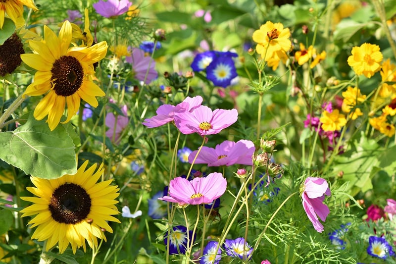 Harmony in Nature