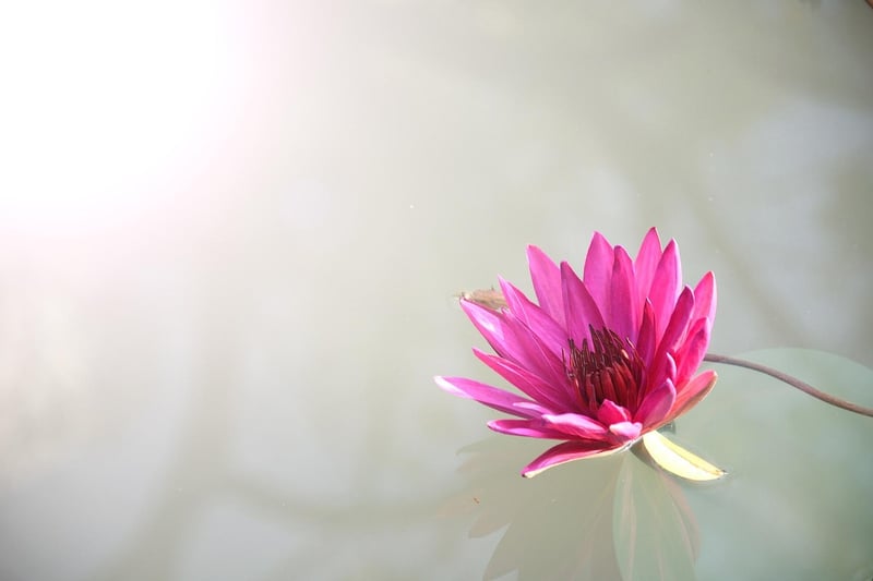 Meditation